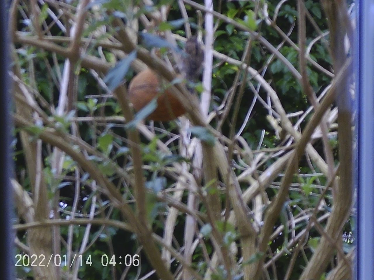 Sample images from the Camonity 12x32 binoculars