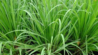 Lemongrass growing outside