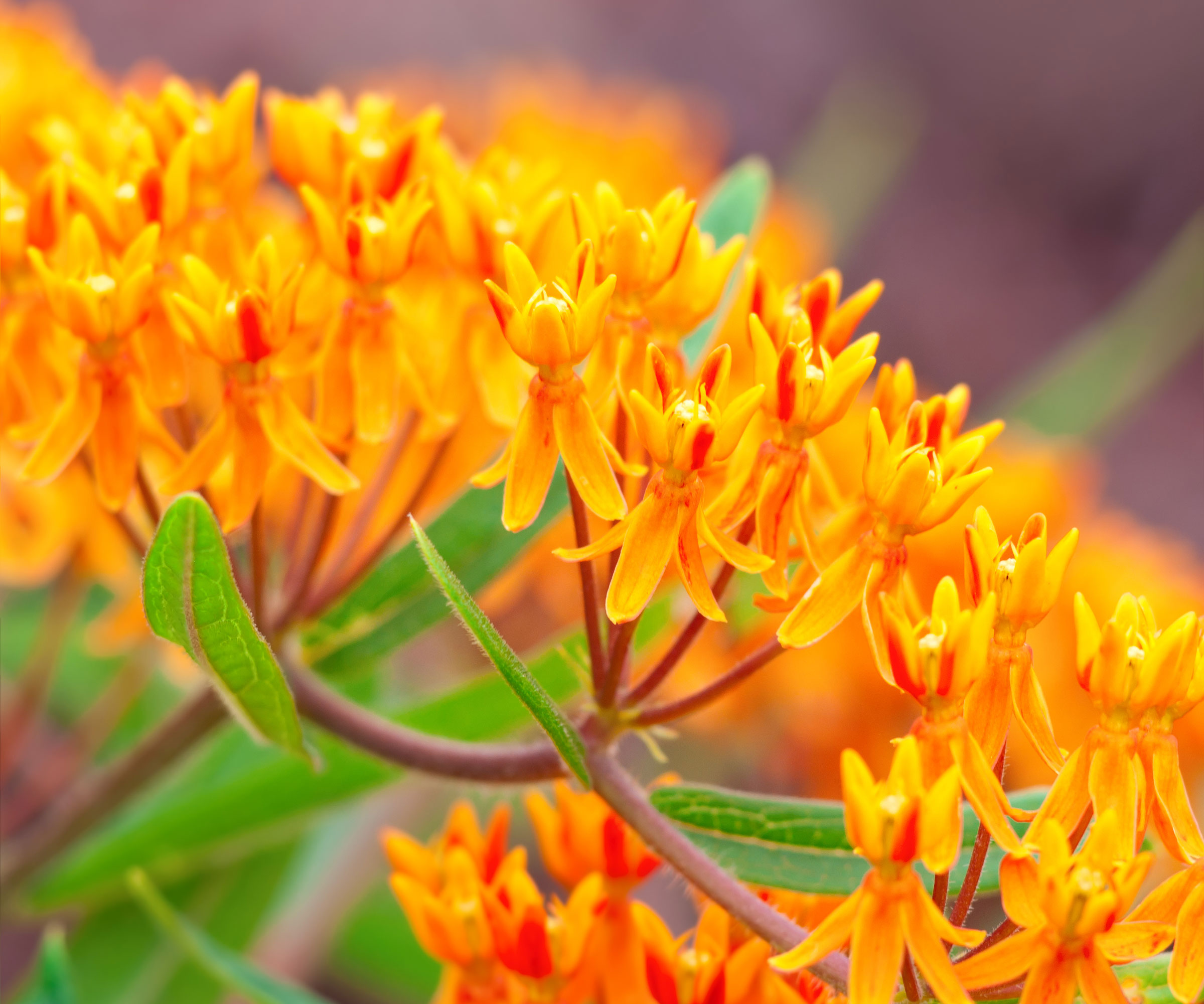 orange butterfly weed showing bright mass of petals