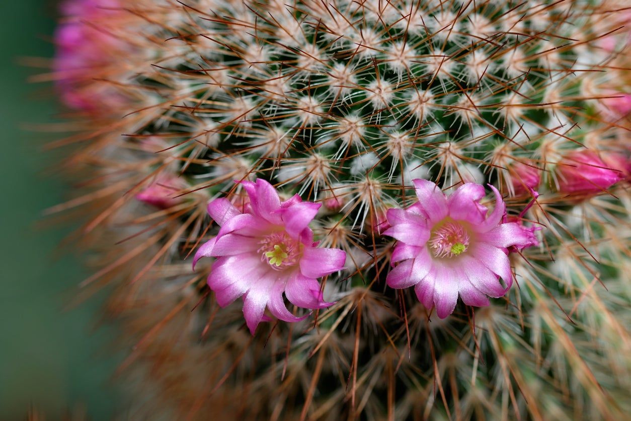 Close Up Of Cactus With Pink Flowers