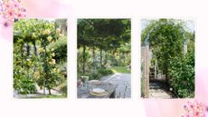 compilation image on a flowery background showing the best plants for pergolas in three different gardens