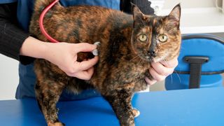 Why is my cat coughing? Tortoiseshell cat having its heart listened to by a vet