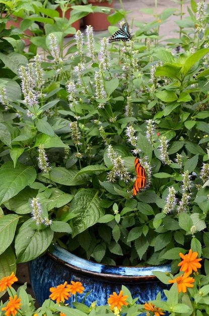 Buddleia Plant Growing In Container