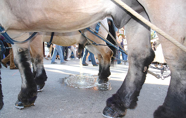 AR68T9 Brewery horse team Oktoberfest in Theresienwiese Munich Bavaria Germany