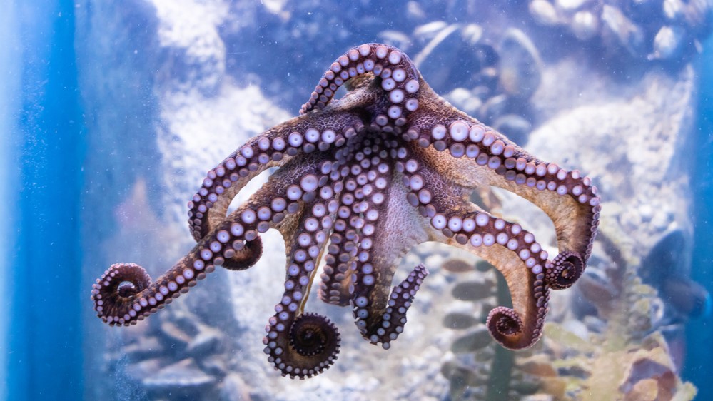 How do octopuses change color? | Live Science