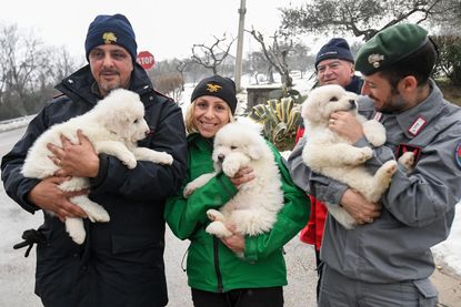 Puppies found after an avalanche.