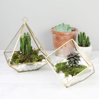 gold pyramid terrarium by not on the highstreet