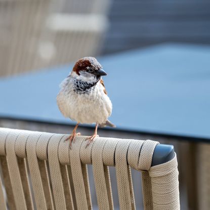 sparrow on patio furniture