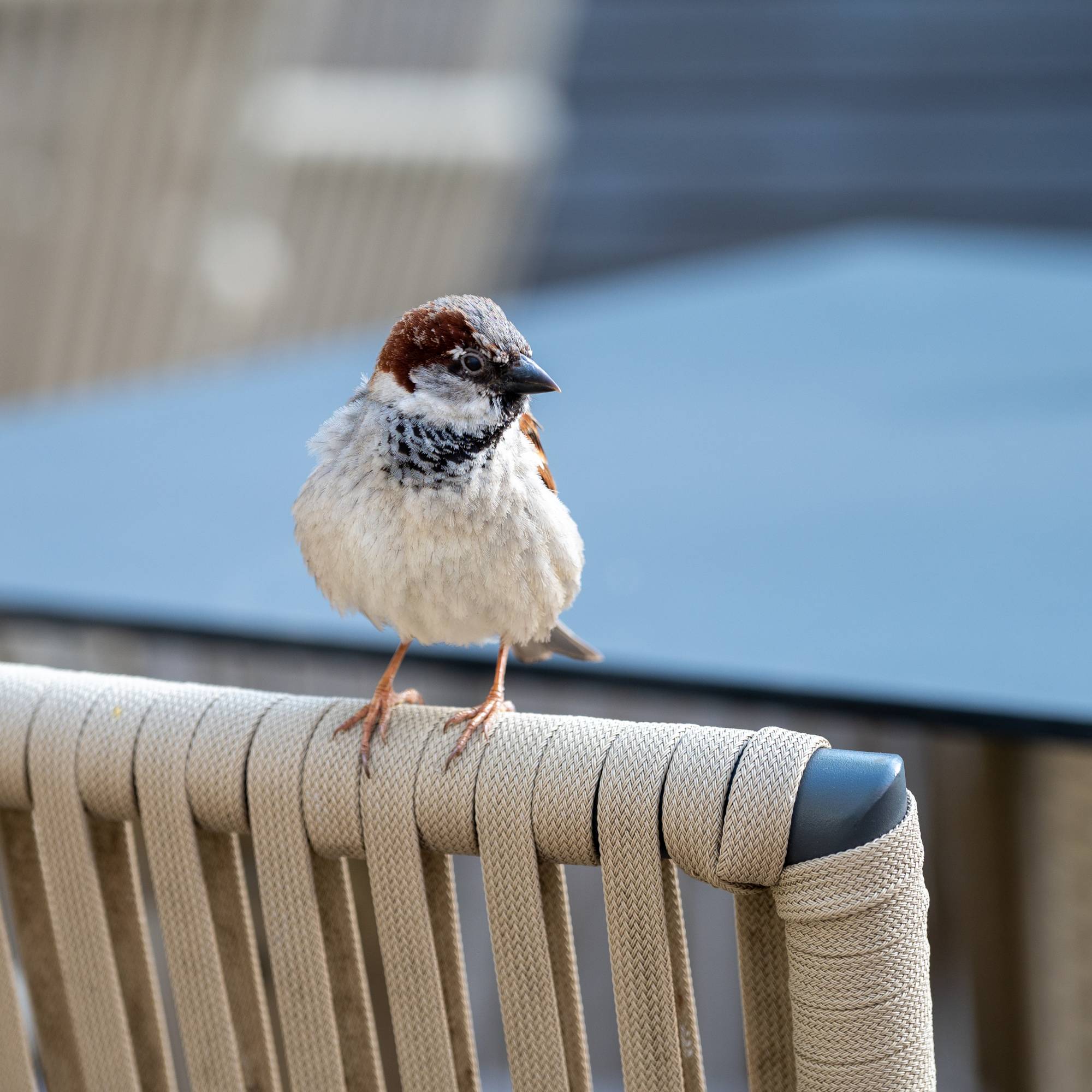sparrow on patio furniture