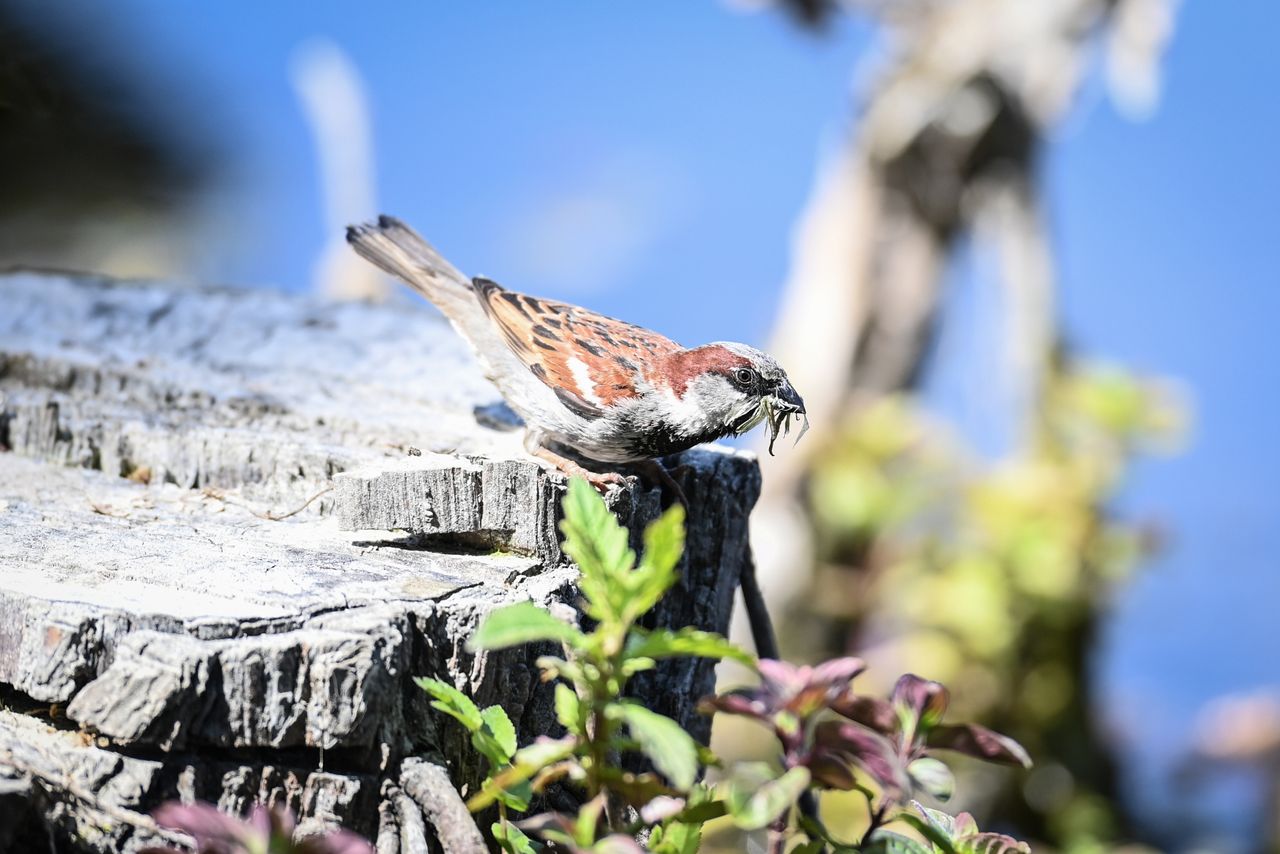 Sample shot: Nikon 120-300mm f/2.8E AF-S FL ED SR VR