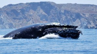 A photograph of a humpback whale breaking the surface of the water to feed in Chile.