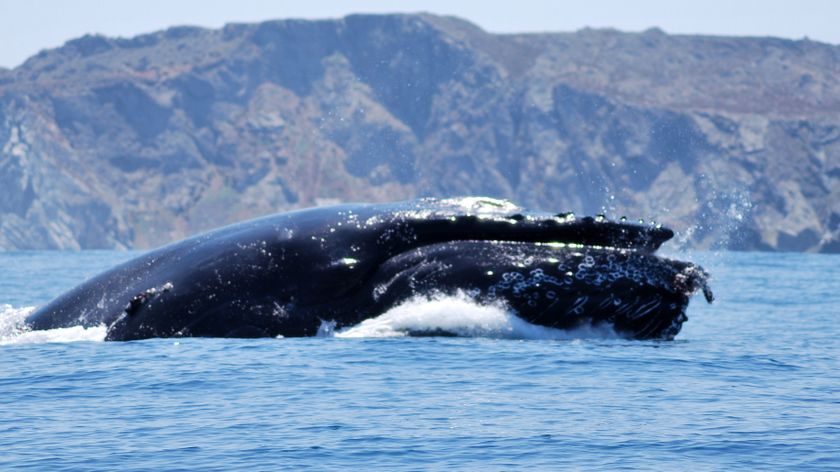 A photograph of a humpback whale breaking the surface of the water to feed in Chile. 