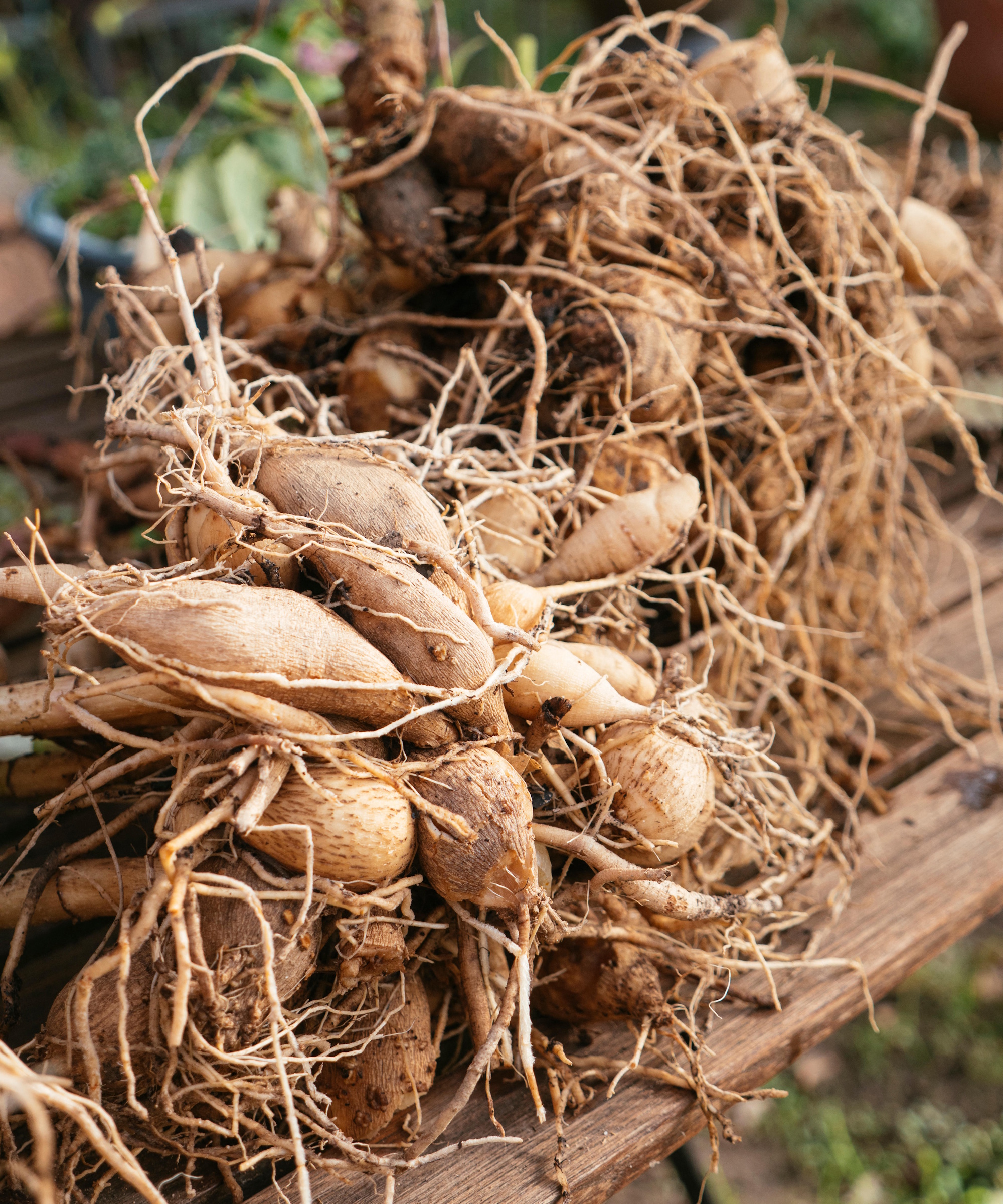 Dahlia tubers on wooden table