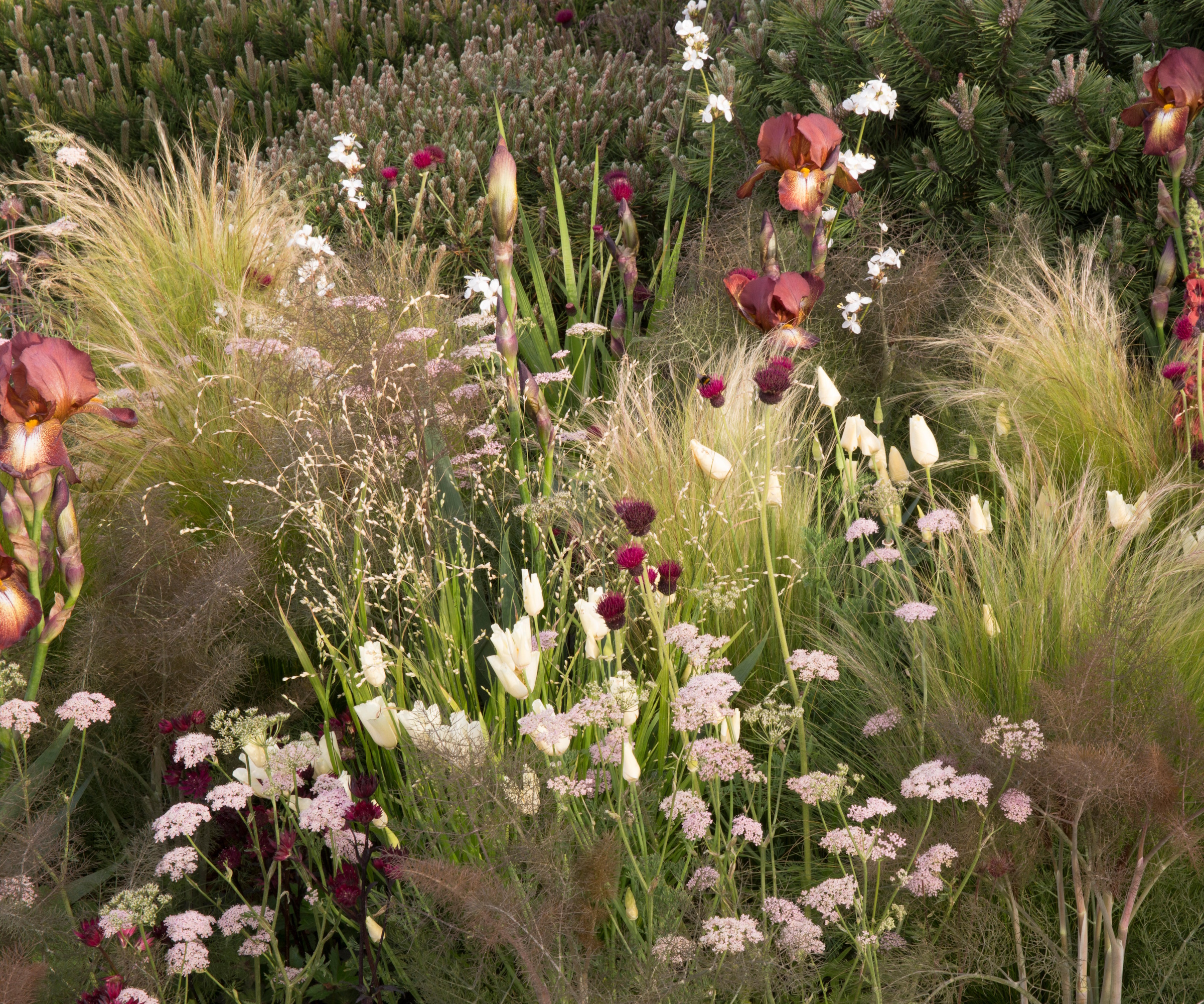 Mixed flower border with pink blooms and grasses