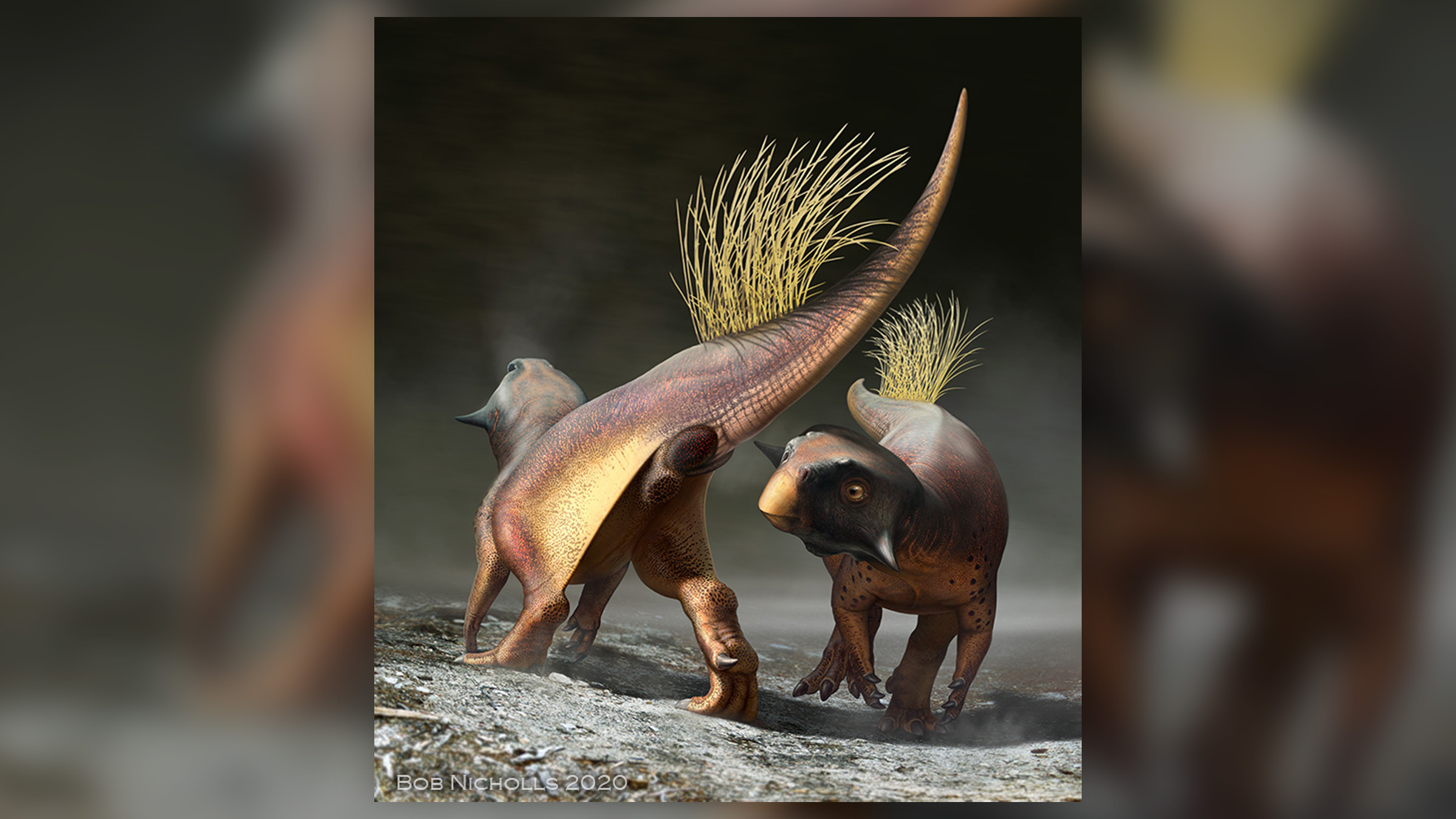 The Labrador-size dinosaur Psittacosaurus was countershaded, with a light underbelly and tail and a more pigmented chest during its lifetime in the Cretaceous period.