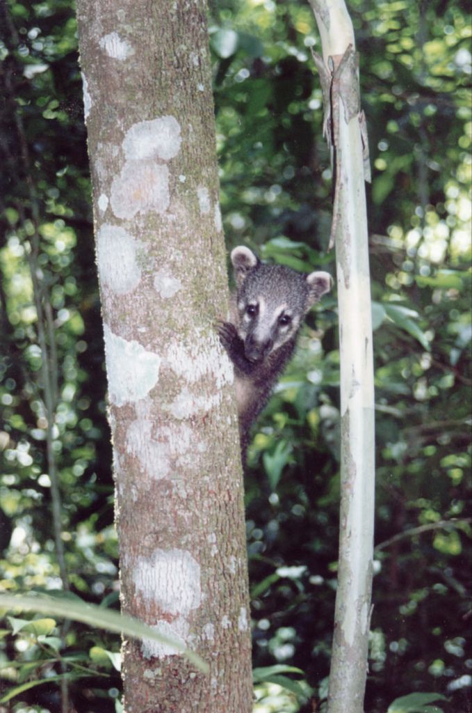 Ring tailed coati