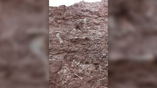 A smattering of the fossils that paleontologists excavated at the site.