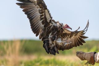 How to photograph birds in flight