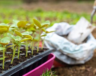 Amending soil before planting seedlings