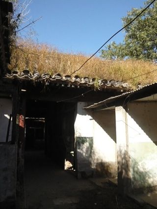 White building with a low, overgrown roof