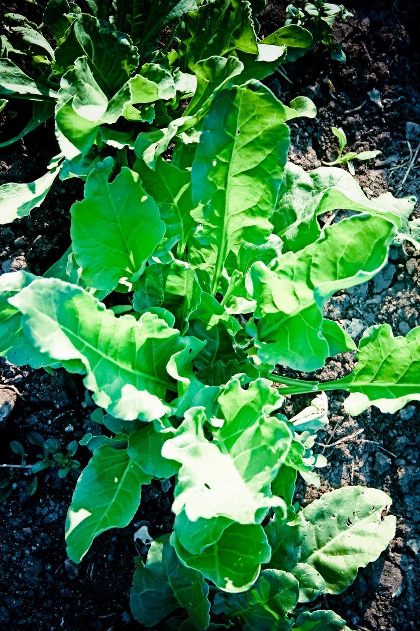 Green Planted Savoy Spinach