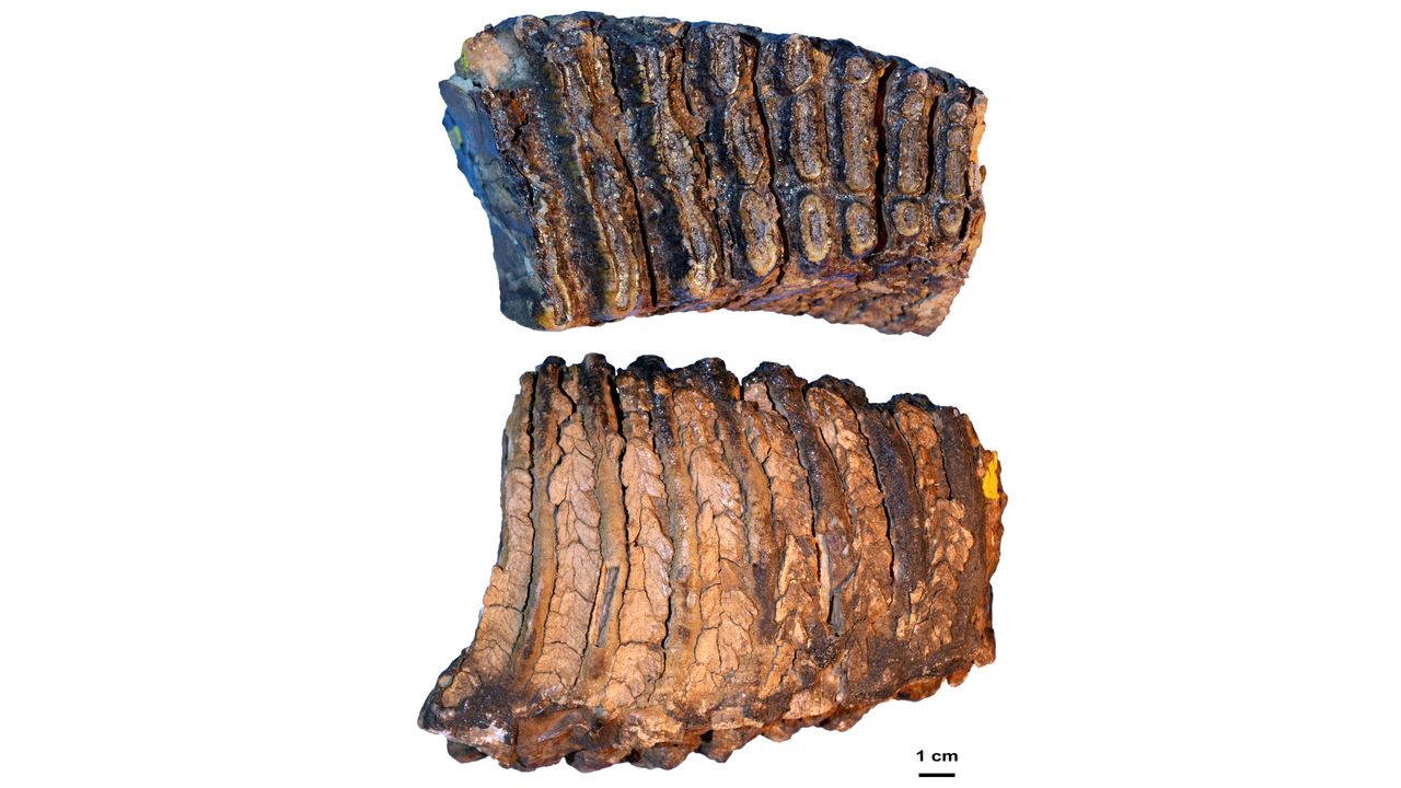 The molar of the mammoth Adycha, who lived about 1 million years ago.
