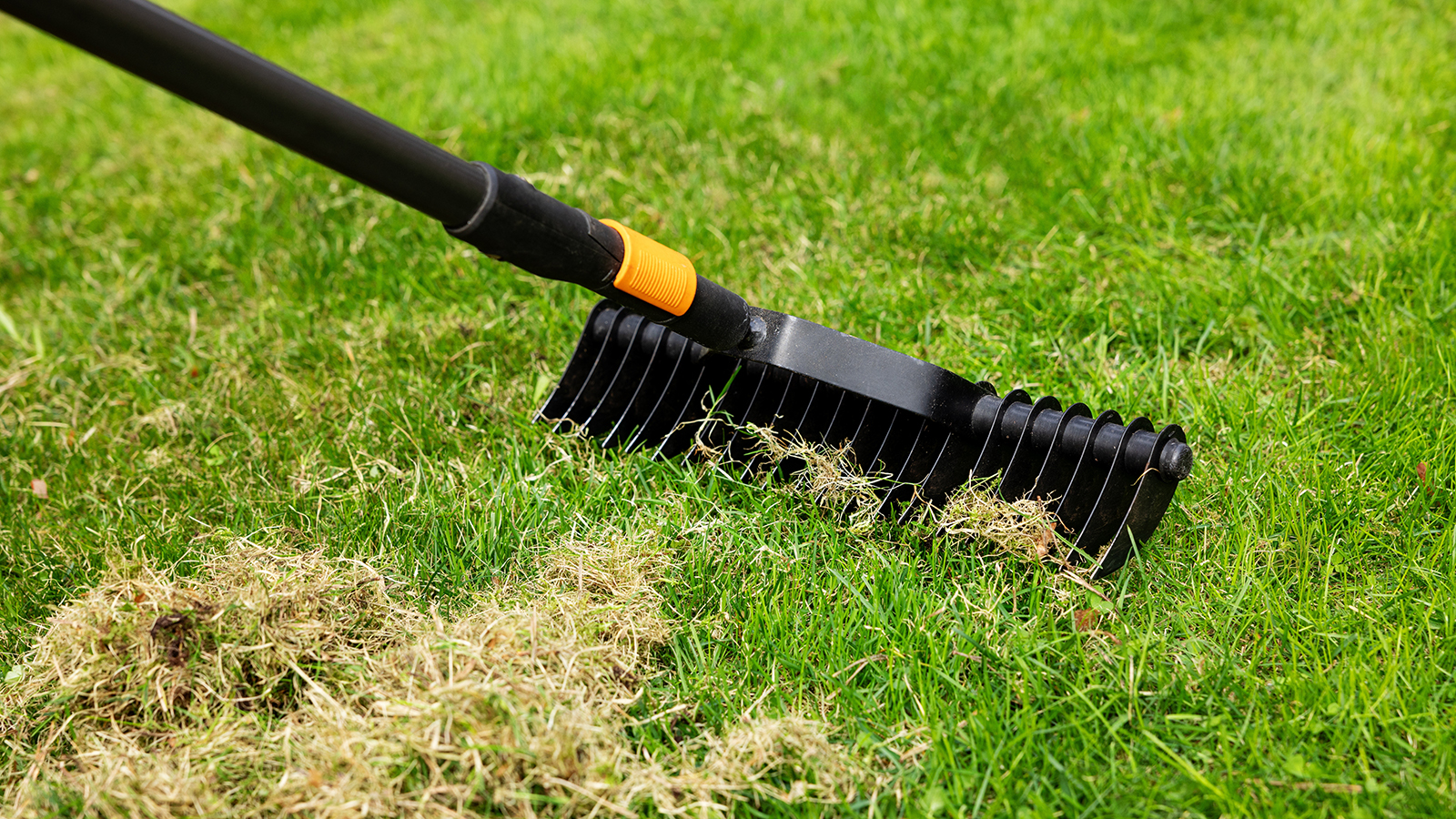 a rake scarifying a lawn