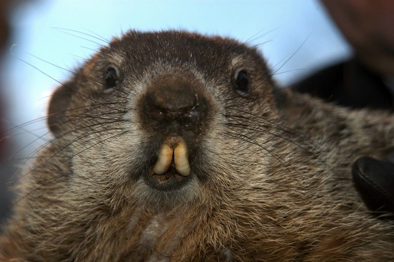 Woodchuck Colorado Key Chain