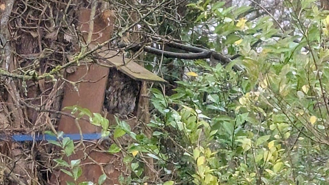 A photo of a bird taken on a Google Pixel 10 Pro XL