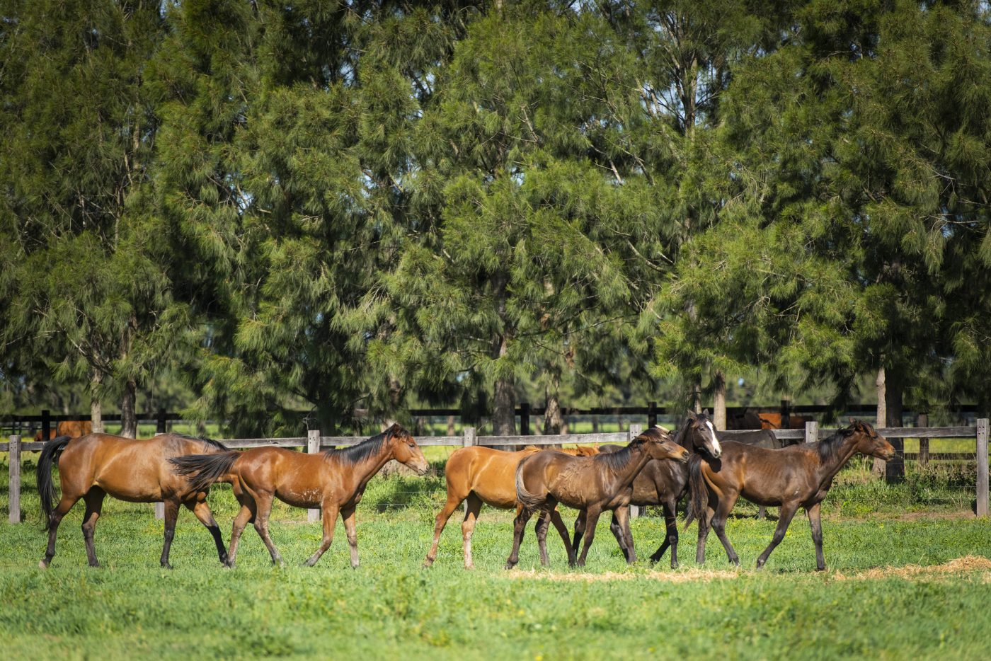 CIRE_Syndey-Polo-Club-4-e1571071922178.jpg