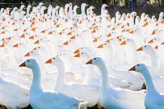 Ollie White's geese at Farm to Fork, Somerset. ©Millie Pilkington/Country Life