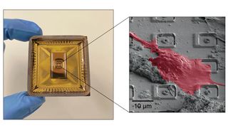 CMOS chip with rat neuron