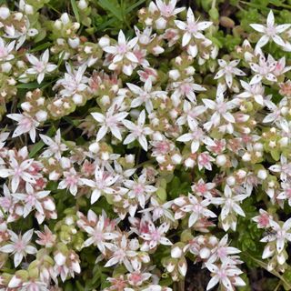 ENGLISH STONECROP Sedum anglicum (Crassulaceae)