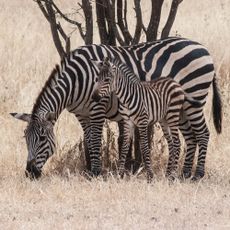 Zebra Mare and Foal