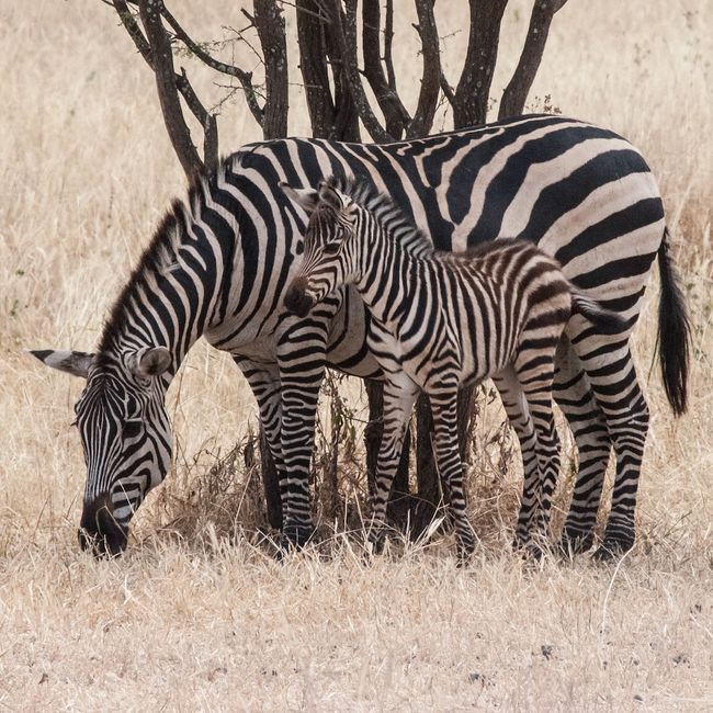are zebras white with black stripes or