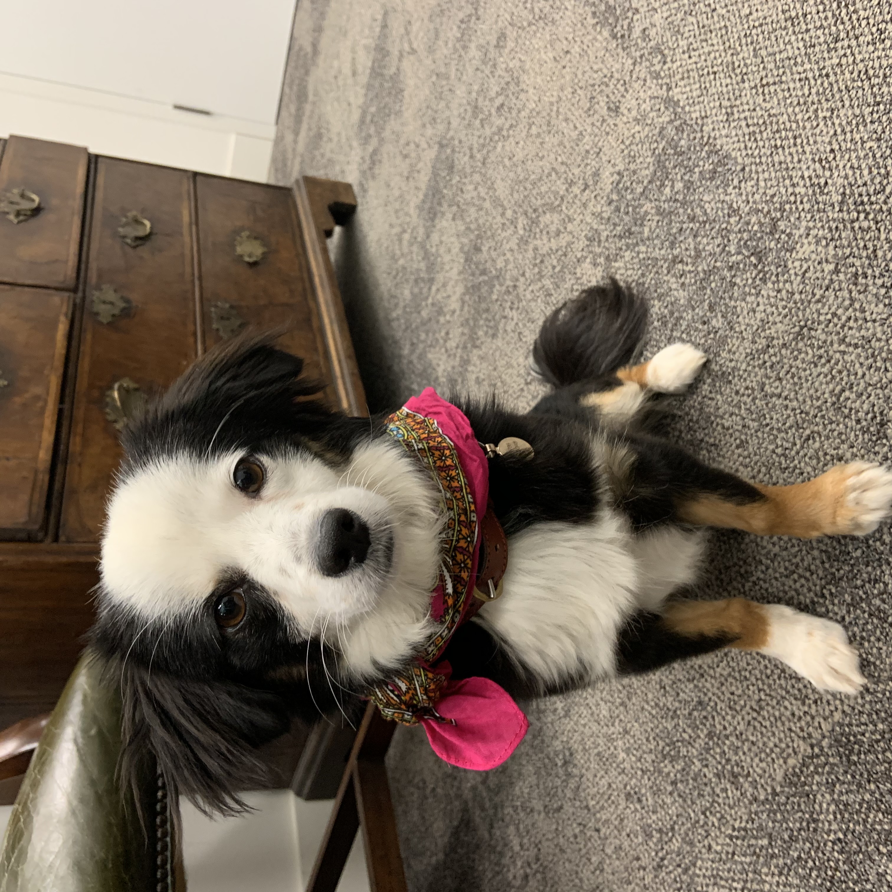 Small black, white and tan dog wearing a pink bandana