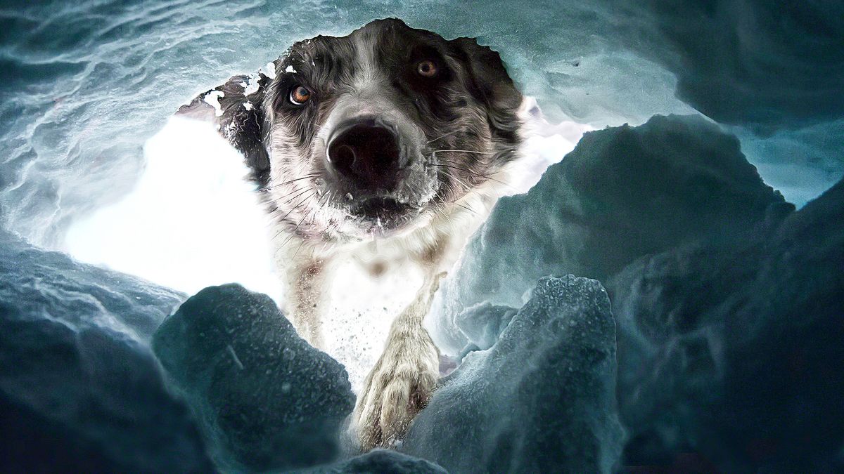 A dashing Dalmatian and an avalanche rescue dog win Dog Photography Awards