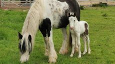 Five-rescue-foals-a-1.jpg