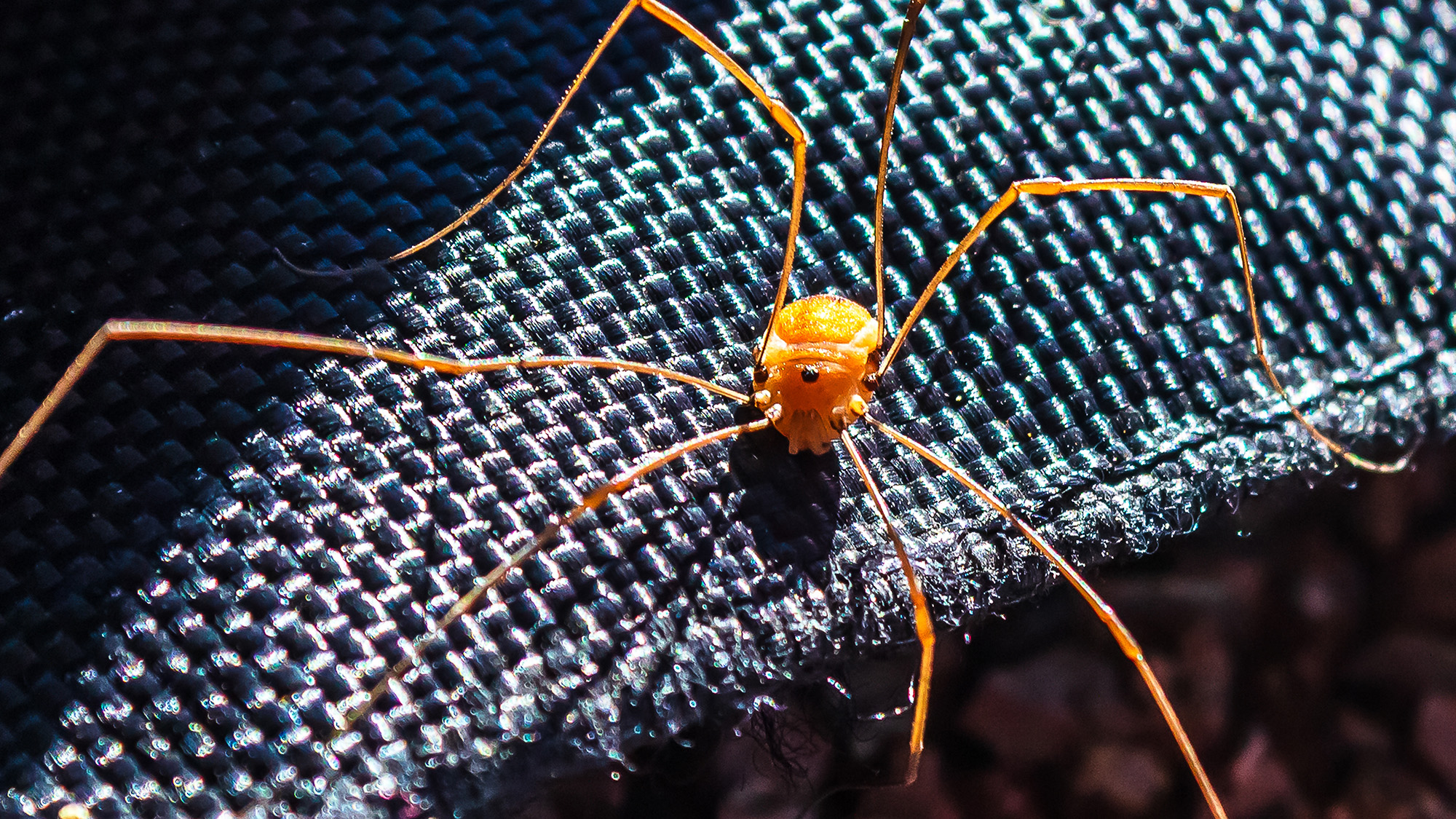 Daddy Long Legs