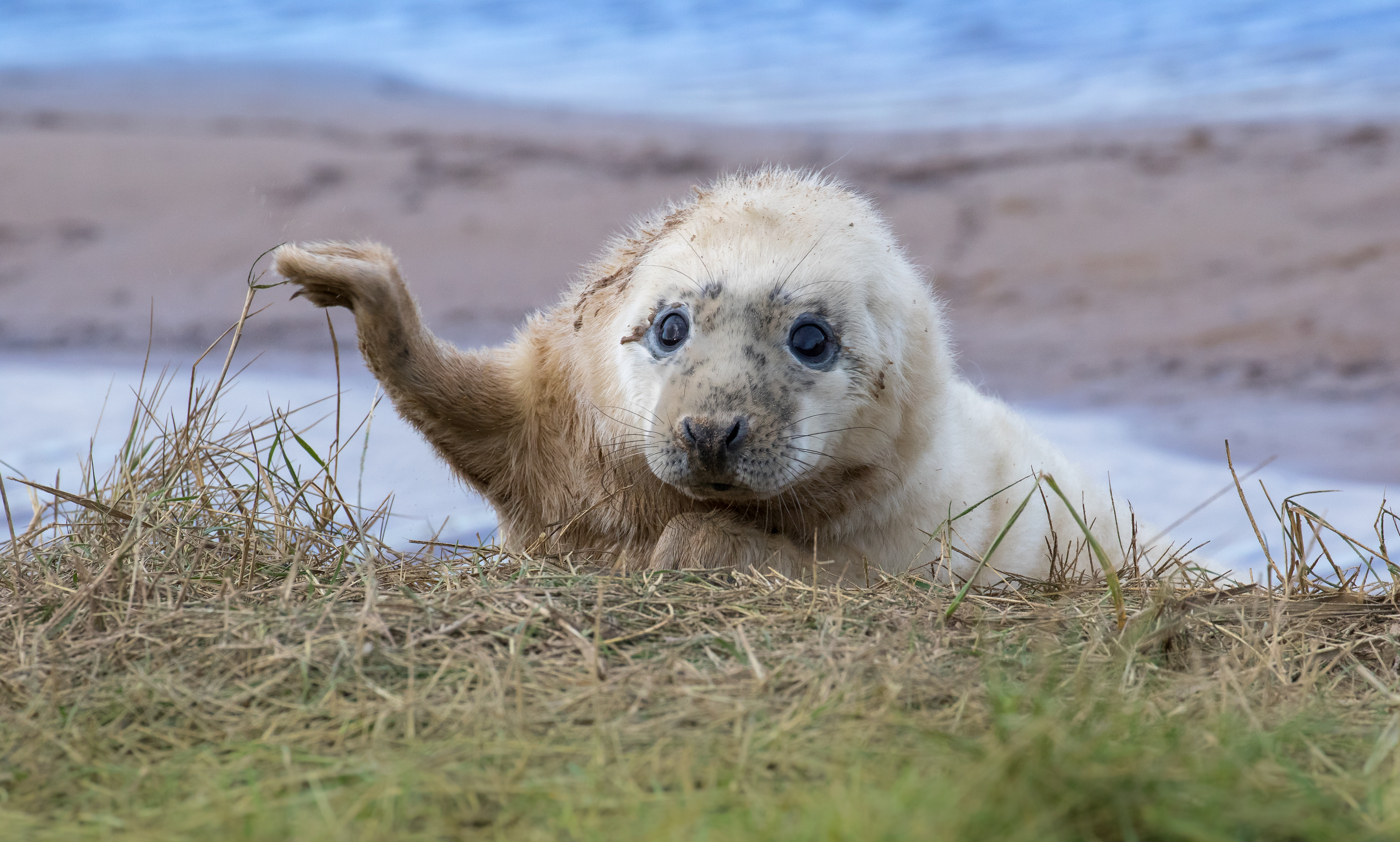 A seal pup adorably raises one fluffy flipper.