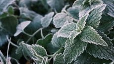 Mint leaves covered in frost