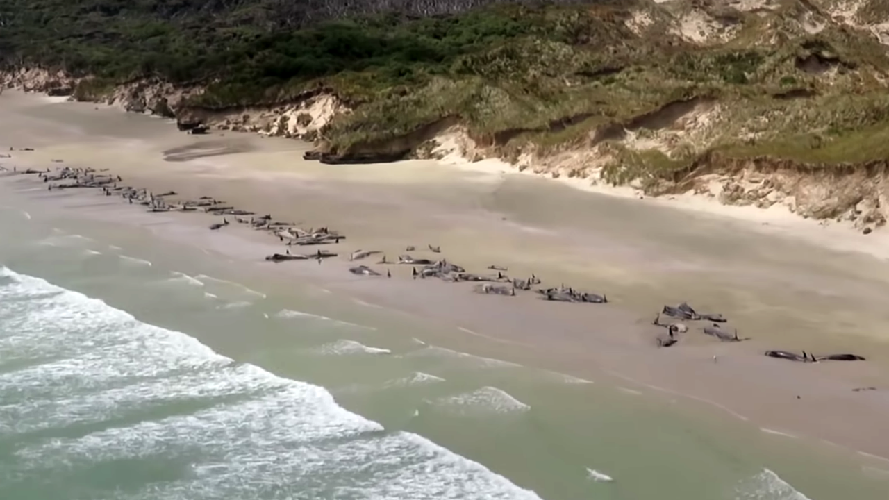 Stewart Island stranded whales