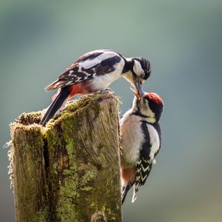 Mother bird feeding baby bird