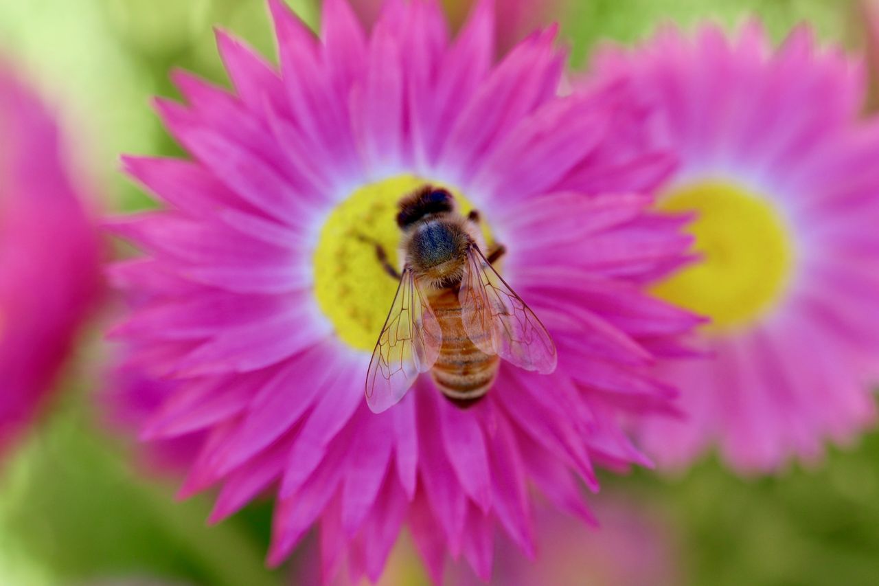 Canon EOS R6 + RF 35mm F1.8 Macro IS STM | 35mm, 1/250s at f/5, ISO 200