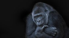 a gorilla resting its head on its hand on a black background