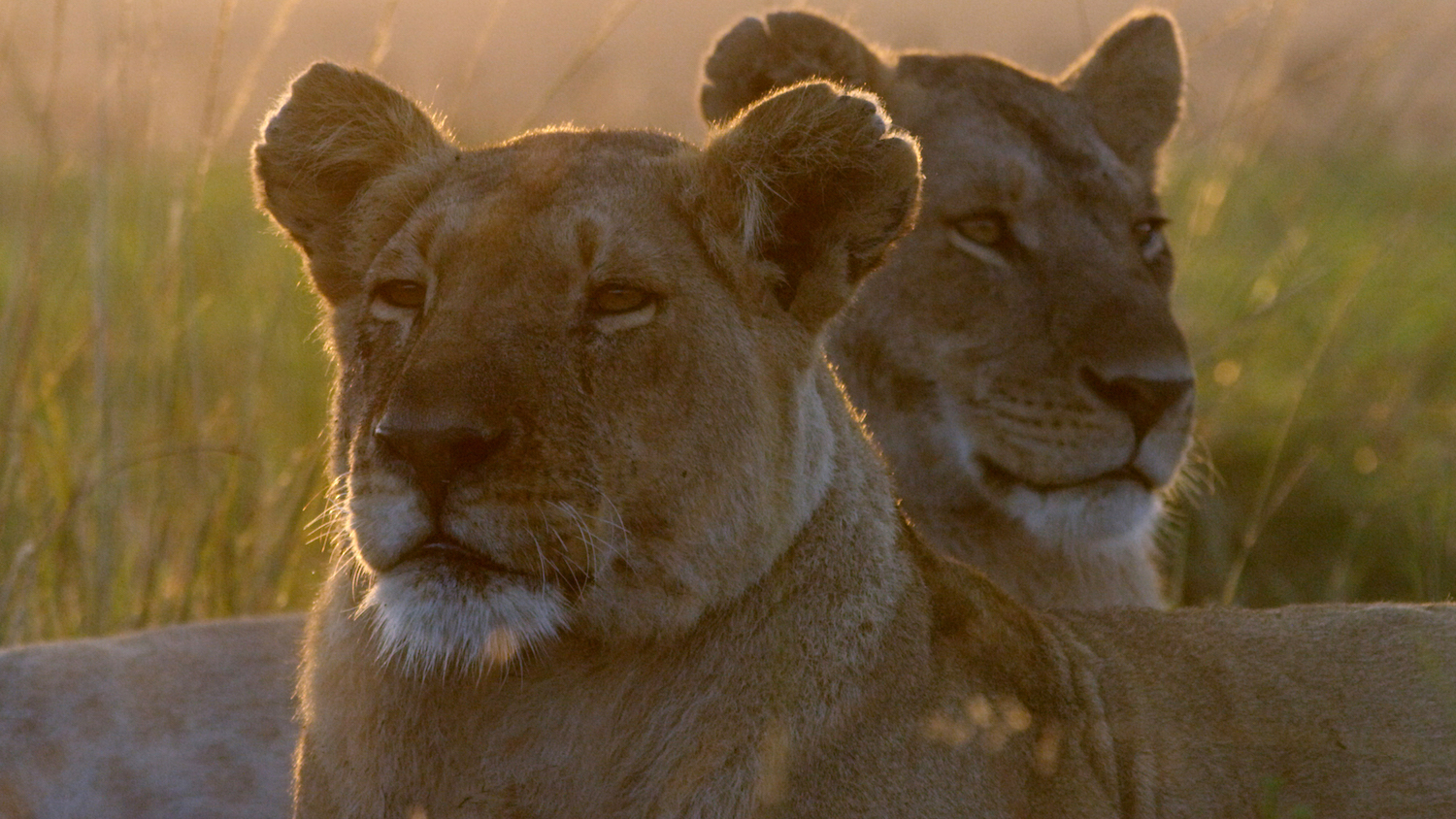 In Photos: The Lions of Kenya's Masai Mara | Live Science