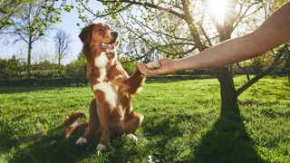 Man holding paw of his dog in the garden
