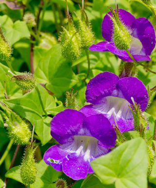 Purple flowers of snapdragon vine