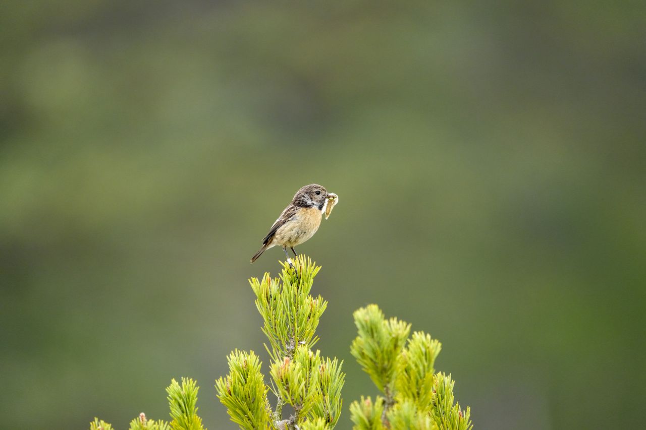 Wild birds in the natural habitat of a common in the UK