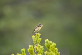 Wild birds in the natural habitat of a common in the UK